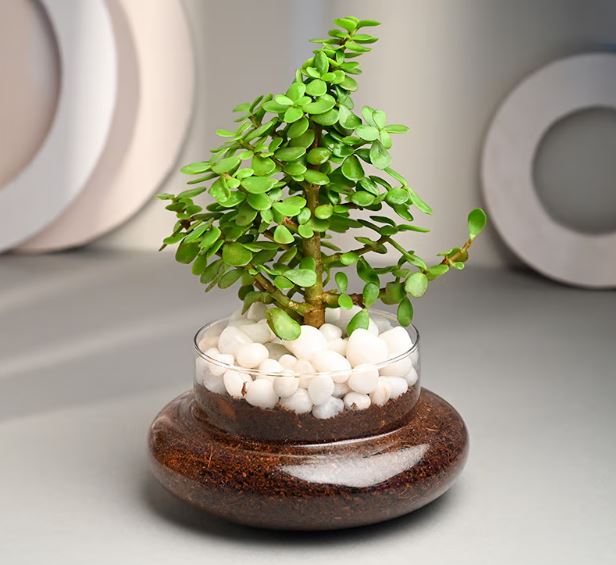 Bonsai Desk Planter